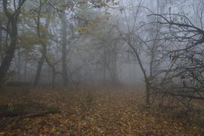 Прикрепленное изображение: A58DSC01662-1.jpg